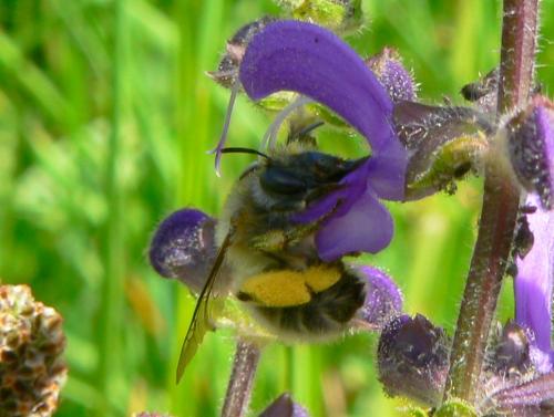 Anthophora plumipes